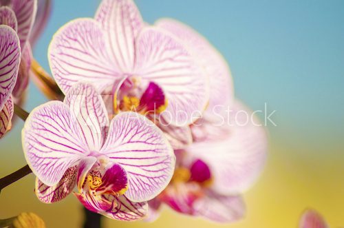Fototapeta Różowa orchidea, Phalaenopsis