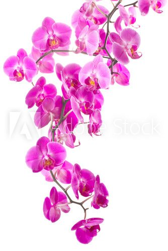 Fototapeta różowe kwiaty orchidei