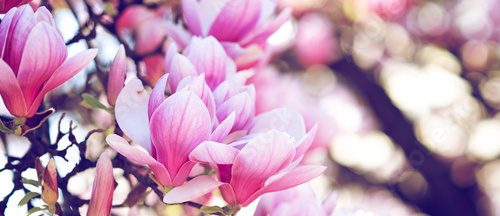 Fototapeta Różowe magnolie. Miłość do natury.