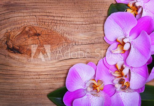 Fototapeta Różowi Storczykowi kwiaty na Drewnianym tle. Piękny bukiet