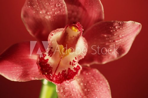 Fototapeta różowy kwiat orchidei z bliska