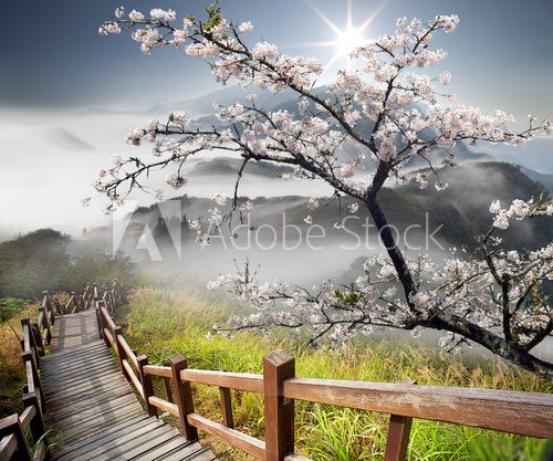 Fototapeta Sakura pocztówka do reklam lub innych celów