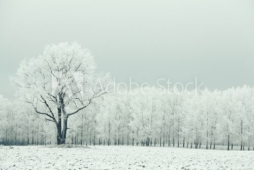 Fototapeta samotne drzewo w polu matowe zimowy krajobraz mroźny