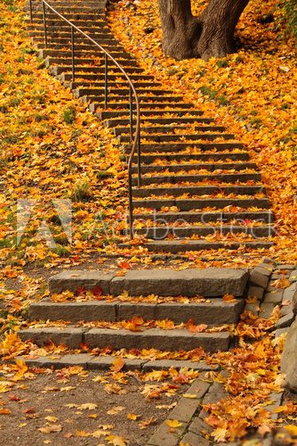 Fototapeta Schody wypełnione kolorowymi jesiennych liści