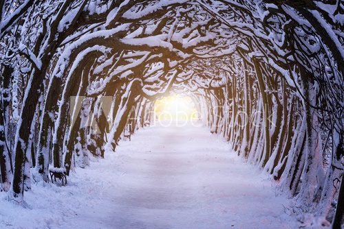 Fototapeta Ścieżka w ciemnym lesie przy zima czasem