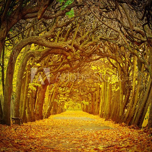 Fototapeta Ścieżka w pięknym parku przy jesienią