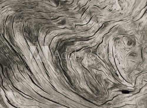 Fototapeta słojów drewna