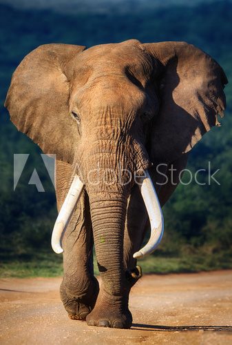 Fototapeta Słoń zbliża się