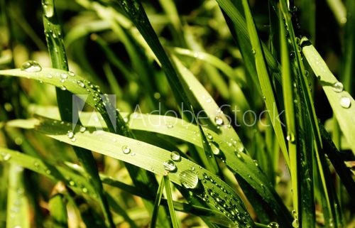 Fototapeta Słoneczna trawa z rosą
