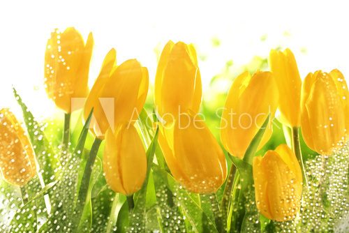Fototapeta Słonecznie żółte tulipany