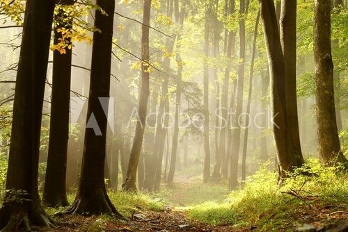 Fototapeta Słoneczny poranek w lesie