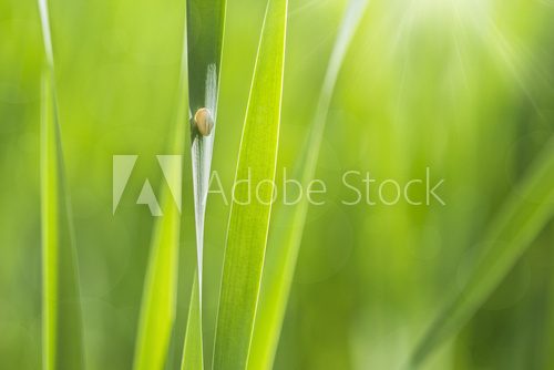 Fototapeta słoneczny ślimak tło w zielonej trawie