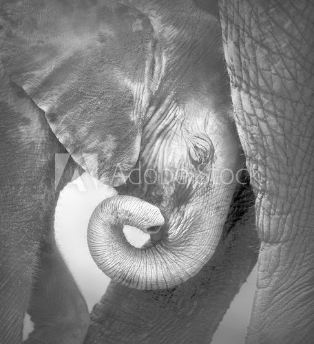Fototapeta Słoniątka szukające komfortu