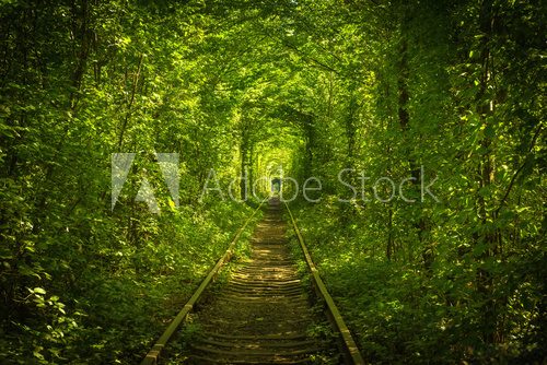 Fototapeta stary las i kolejowy tunel miłości