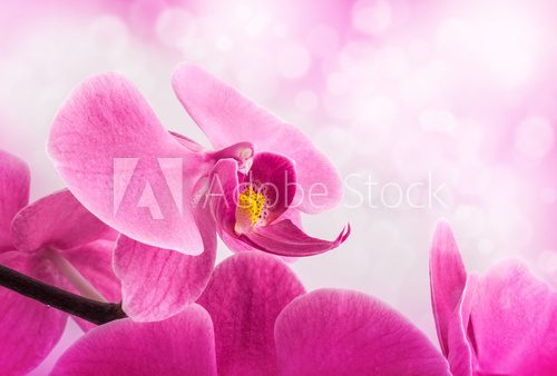 Fototapeta Storczykowi kwiaty, zbliżenie