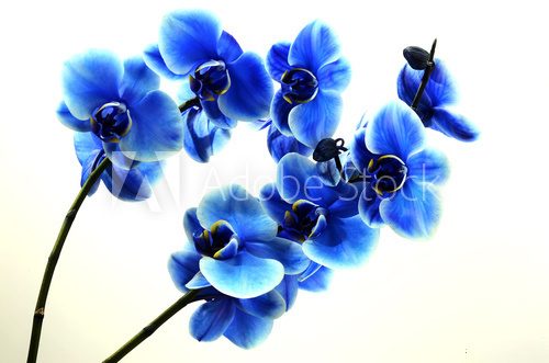 Fototapeta Storczykowy błękitny kwiat