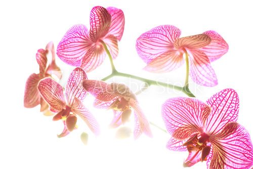 Fototapeta Storczykowy kwiat w backlight