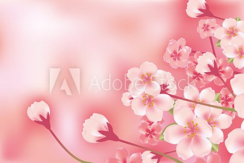 Fototapeta Streszczenie luksusowy kwiat wiśni
