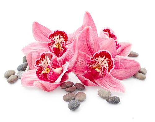 Fototapeta Subtelna kompozycja orchidei i kamieni