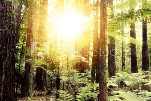 Fototapeta Światło lasu