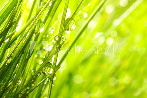 Fototapeta Świeża ranek rosa na wiosny trawie.