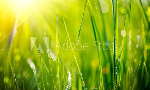 Fototapeta Świeża zielona trawa z rosą opuszcza zbliżenie. Nieostrość