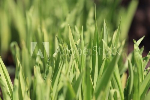 Fototapeta Świeże liście w zielonej krasie
