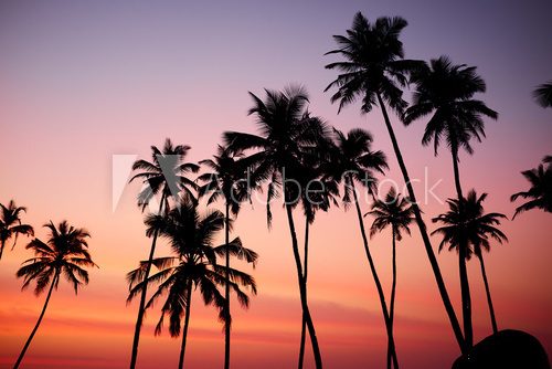 Fototapeta Sylwetkowy kokosowy drzewo podczas wschodu słońca