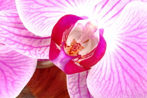 Fototapeta Szczegół storczykowy kwiat