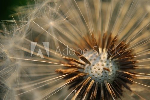 Fototapeta Szczegółu widok łysy dandelion