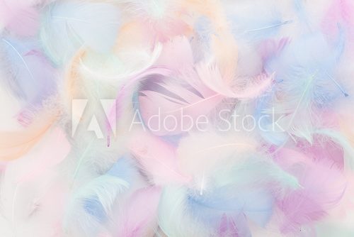 Fototapeta Taniec pastelowych piór
