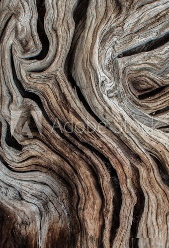 Fototapeta Tekstura drzewa oliwnego