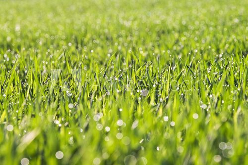 Fototapeta trawa z rosą w świetle poranka