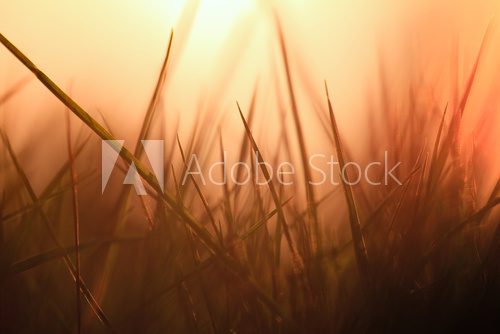 Fototapeta trawy z powrotem światło