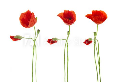 Fototapeta Trio Czerwoni maczków kwiaty odizolowywający na bielu