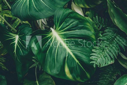 Fototapeta tropikalne liście, ciemnozielone liście w dżungli, przyroda