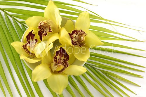 Fototapeta Tropikalne spa - żółta orchidea na liściach palmowych
