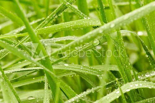 Fototapeta Twoje tło z zieloną trawą