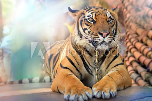 Fototapeta Tygrys w słońcu