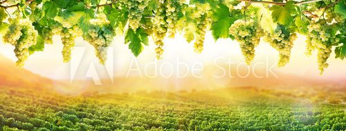 Fototapeta Uprawy winorośli o zachodzie słońca - białe winogrona wiszące w winnicy