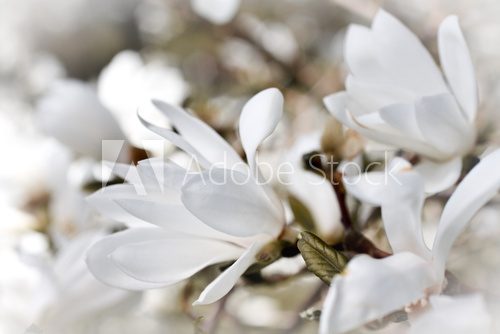 Fototapeta Urok i magia białej magnolii