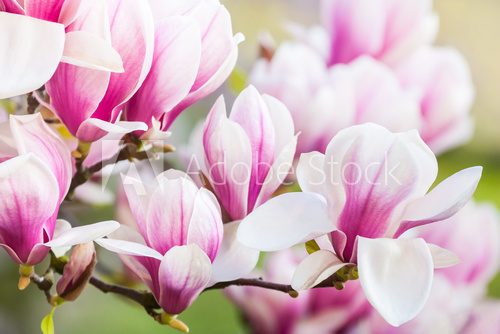Fototapeta Uroki kwitnącej magnolii