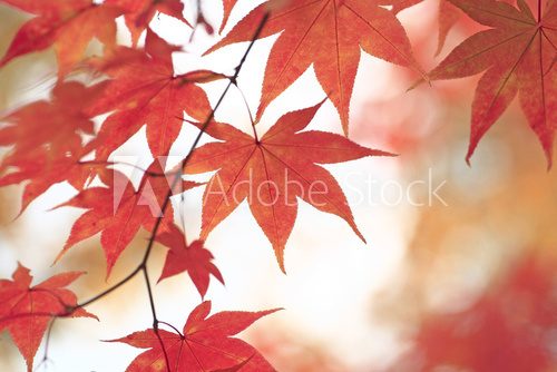 Fototapeta W czerwonych barwach jesieni