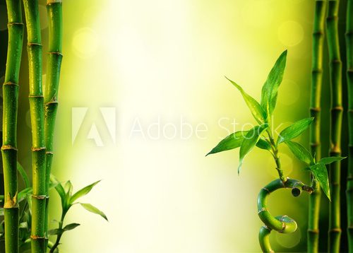 Fototapeta W idyllicznej przestrzeni bambusa