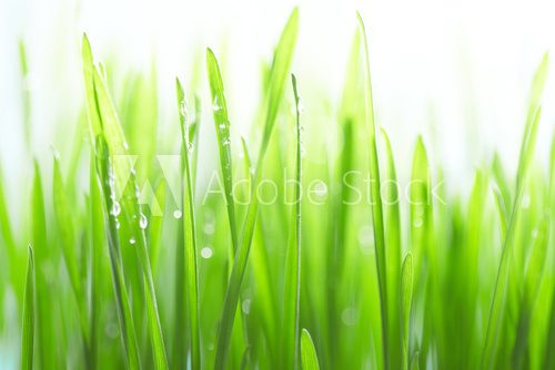 Fototapeta W słonecznym gąszczu traw 