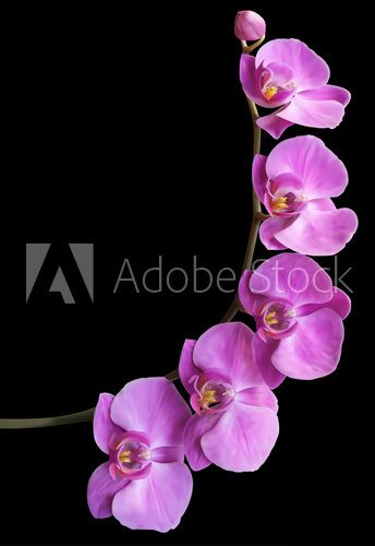 Fototapeta W świetle orchidei. Nostalgia koloru. 