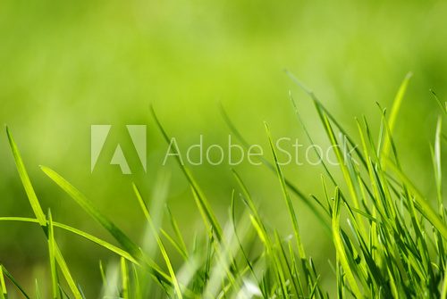 Fototapeta W ujęciu makro. Zielone trawy 