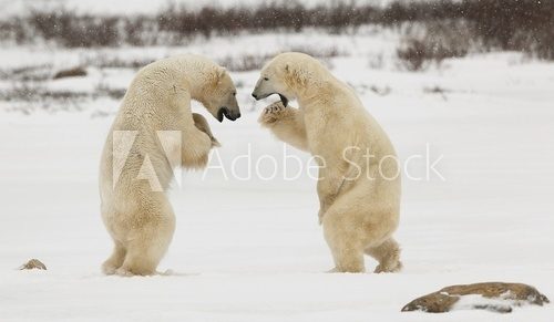 Fototapeta Walka z niedźwiedziami polarnymi