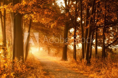 Fototapeta Wędrówki ślad w złotym jesieni słońcu, mgle i