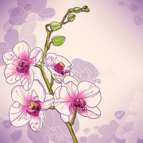 Fototapeta Wektorowa gałąź orchidee
